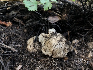  ( - HAY-F-006057)  @11 [ ] by-nc (2023) Dean Lyons Fungal Diversity Survey