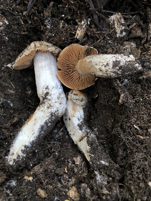  ( - HAY-F-006057)  @11 [ ] by-nc (2023) Dean Lyons Fungal Diversity Survey