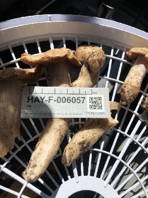  ( - HAY-F-006057)  @11 [ ] by-nc (2023) Dean Lyons Fungal Diversity Survey
