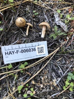  ( - HAY-F-006036)  @11 [ ] by-nc (2023) Dean Lyons Fungal Diversity Survey