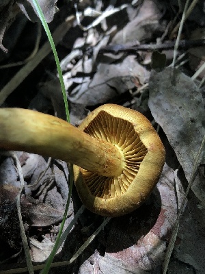 ( - HAY-F-006037)  @11 [ ] by-nc (2023) Dean Lyons Fungal Diversity Survey