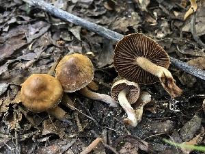  ( - HAY-F-006060)  @11 [ ] by-nc (2023) Dean Lyons Fungal Diversity Survey