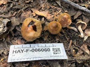  ( - HAY-F-006060)  @11 [ ] by-nc (2023) Dean Lyons Fungal Diversity Survey
