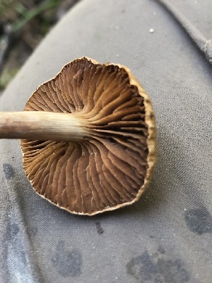  ( - HAY-F-006060)  @11 [ ] by-nc (2023) Dean Lyons Fungal Diversity Survey