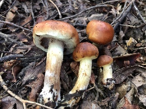  (Pholiota ferrugineolutescens - HAY-F-006041)  @11 [ ] by-nc (2023) Dean Lyons Fungal Diversity Survey