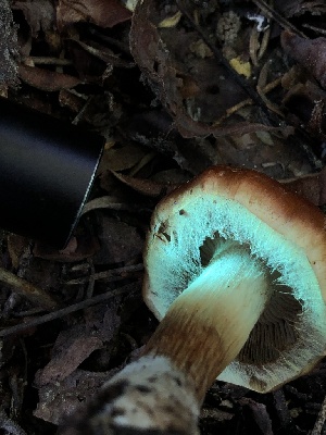  ( - HAY-F-006041)  @11 [ ] by-nc (2023) Dean Lyons Fungal Diversity Survey