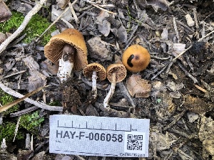  (Cortinarius sp. Harrower129 - HAY-F-006058)  @11 [ ] by-nc (2023) Dean Lyons Fungal Diversity Survey