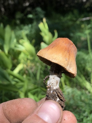  ( - HAY-F-006058)  @11 [ ] by-nc (2023) Dean Lyons Fungal Diversity Survey