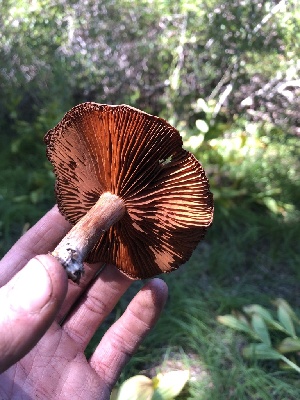  ( - HAY-F-006570)  @11 [ ] by-nc (2023) Dean Lyons Fungal Diversity Survey