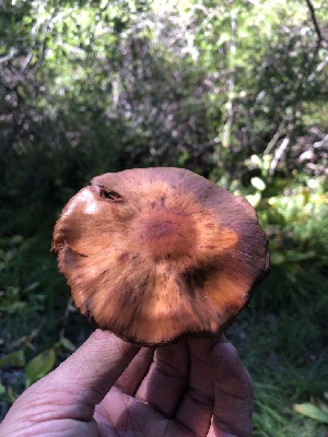  ( - HAY-F-006570)  @11 [ ] by-nc (2023) Dean Lyons Fungal Diversity Survey