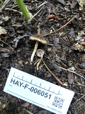  ( - HAY-F-006051)  @11 [ ] by-nc (2023) Dean Lyons Fungal Diversity Survey