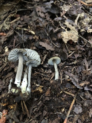  (Mycena quiniaultensis - HAY-F-006690)  @11 [ ] by-nc (2023) Dean Lyons Fungal Diversity Survey