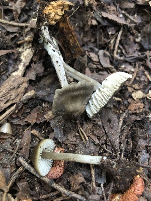 ( - HAY-F-006690)  @11 [ ] by-nc (2023) Dean Lyons Fungal Diversity Survey