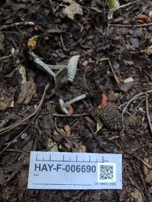  ( - HAY-F-006690)  @11 [ ] by-nc (2023) Dean Lyons Fungal Diversity Survey