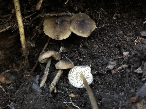  ( - HAY-F-006691)  @11 [ ] by-nc (2023) Dean Lyons Fungal Diversity Survey
