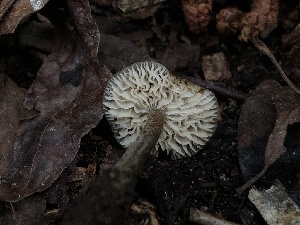  ( - HAY-F-006691)  @11 [ ] by-nc (2023) Dean Lyons Fungal Diversity Survey