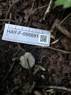  ( - HAY-F-006691)  @11 [ ] by-nc (2023) Dean Lyons Fungal Diversity Survey
