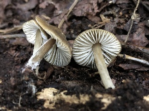  ( - HAY-F-006735)  @11 [ ] by-nc (2023) Dean Lyons Fungal Diversity Survey