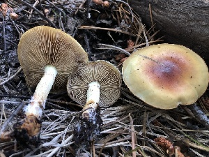  ( - HAY-F-006694)  @11 [ ] by-nc (2023) Dean Lyons Fungal Diversity Survey