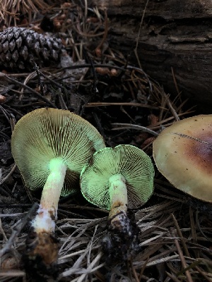  ( - HAY-F-006694)  @11 [ ] by-nc (2023) Dean Lyons Fungal Diversity Survey