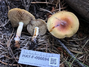  ( - HAY-F-006694)  @11 [ ] by-nc (2023) Dean Lyons Fungal Diversity Survey