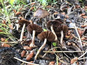  ( - HAY-F-006696)  @11 [ ] by-nc (2023) Dean Lyons Fungal Diversity Survey