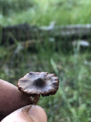  ( - HAY-F-006696)  @11 [ ] by-nc (2023) Dean Lyons Fungal Diversity Survey