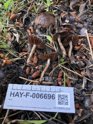  ( - HAY-F-006696)  @11 [ ] by-nc (2023) Dean Lyons Fungal Diversity Survey