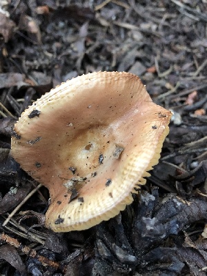 ( - HAY-F-006699)  @11 [ ] by-nc (2023) Dean Lyons Fungal Diversity Survey