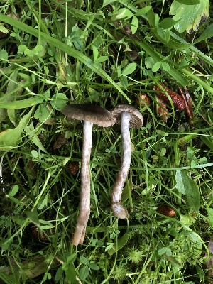  ( - HAY-F-006732)  @11 [ ] by-nc (2023) Dean Lyons Fungal Diversity Survey