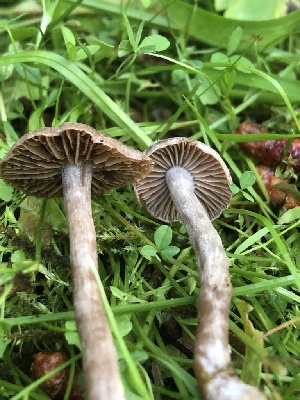  ( - HAY-F-006732)  @11 [ ] by-nc (2023) Dean Lyons Fungal Diversity Survey