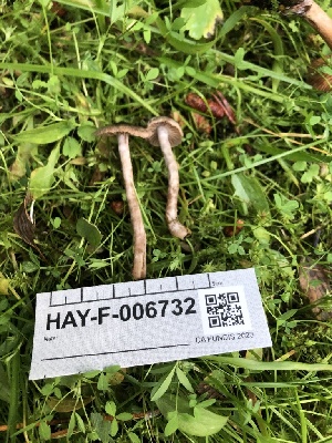  ( - HAY-F-006732)  @11 [ ] by-nc (2023) Dean Lyons Fungal Diversity Survey
