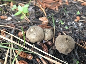  (Lycoperdon sp. molle-CA01 - HAY-F-006730)  @11 [ ] by-nc (2023) Dean Lyons Fungal Diversity Survey