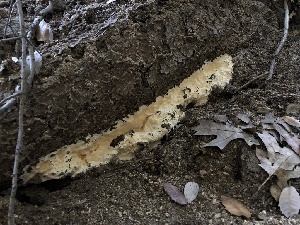  (Poriella - HAY-F-006705)  @11 [ ] by-nc (2023) Dean Lyons Fungal Diversity Survey