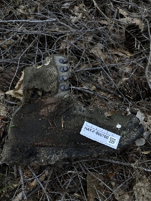  ( - HAY-F-006706)  @11 [ ] by-nc (2023) Dean Lyons Fungal Diversity Survey