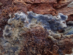  (Polyozellus sp. CA01 - HAY-F-006046)  @11 [ ] by-nc (2023) Dean Lyons Fungal Diversity Survey