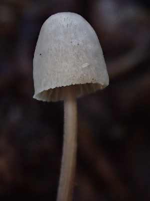  ( - HAY-F-006695)  @11 [ ] by-nc (2023) Dean Lyons Fungal Diversity Survey