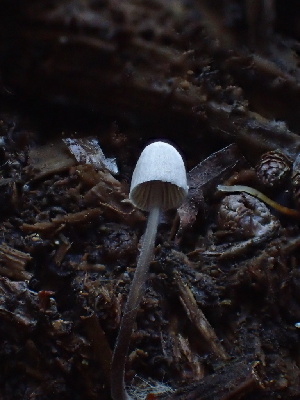  ( - HAY-F-006695)  @11 [ ] by-nc (2023) Dean Lyons Fungal Diversity Survey