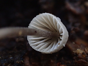  ( - HAY-F-006695)  @11 [ ] by-nc (2023) Dean Lyons Fungal Diversity Survey
