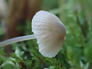  ( - HAY-F-006733)  @11 [ ] by-nc (2023) Dean Lyons Fungal Diversity Survey