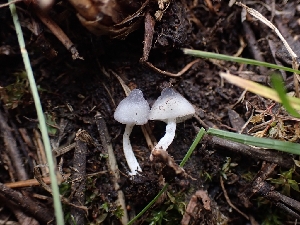  ( - HAY-F-005138)  @11 [ ] by-nc (2023) Sadie Hickey Fungal Diversity Survey