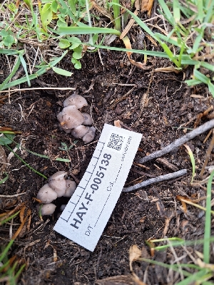  ( - HAY-F-005138)  @11 [ ] by-nc (2023) Sadie Hickey Fungal Diversity Survey