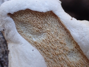  (Spongiporus - HAY-F-005018)  @11 [ ] by-nc (2023) Sadie Hickey Fungal Diversity Survey