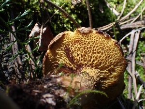  ( - HAY-F-003642)  @11 [ ] by-nc (2023) Sadie Hickey Fungal Diversity Survey
