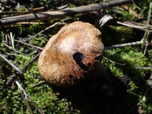  ( - HAY-F-003642)  @11 [ ] by-nc (2023) Sadie Hickey Fungal Diversity Survey