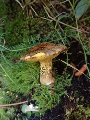  ( - HAY-F-003642)  @11 [ ] by-nc (2023) Sadie Hickey Fungal Diversity Survey