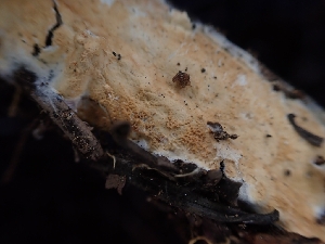  (Meruliopsis - HAY-F-003643)  @11 [ ] by-nc (2023) Sadie Hickey Fungal Diversity Survey