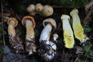  (Cortinarius rubiginosus - HAY-F-004699)  @11 [ ] by-nc (2023) Taye Bright Fungal Diversity Survey