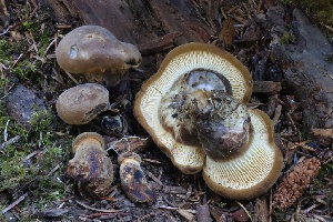  ( - HAY-F-004707)  @11 [ ] by-nc (2023) Taye Bright Fungal Diversity Survey