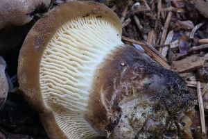  ( - HAY-F-004707)  @11 [ ] by-nc (2023) Taye Bright Fungal Diversity Survey